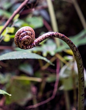 Curled Fern